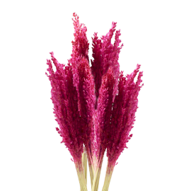 Cantal Grass Bunch - Pink